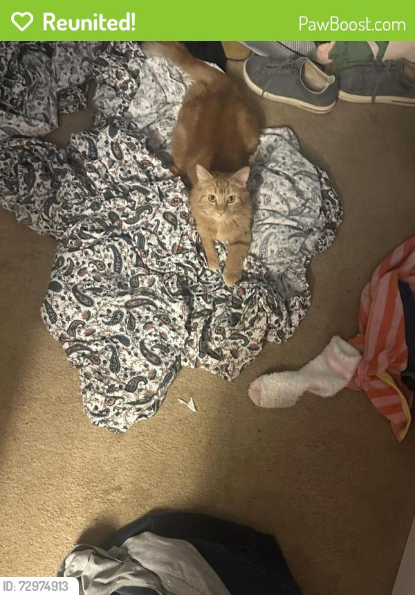 Reunited Female Cat last seen Parmalee Pl and Wakefield- near Indian mound in Norwood, Norwood, OH 45212