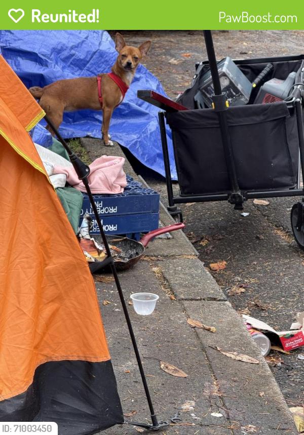 Reunited Female Dog last seen NE 146th Ave & E Burnside St, Portland, OR 97233, USA, Portland, OR 97233