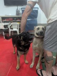 Found/Stray Male Dog last seen Casar Road and Pink Crow Road, Lawndale, NC 28090