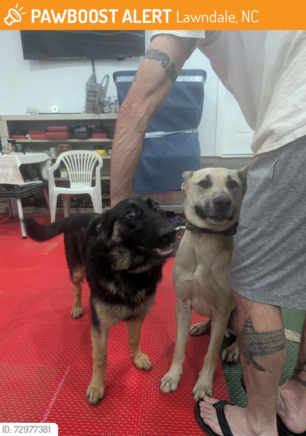 Found/Stray Male Dog last seen Casar Road and Pink Crow Road, Lawndale, NC 28090
