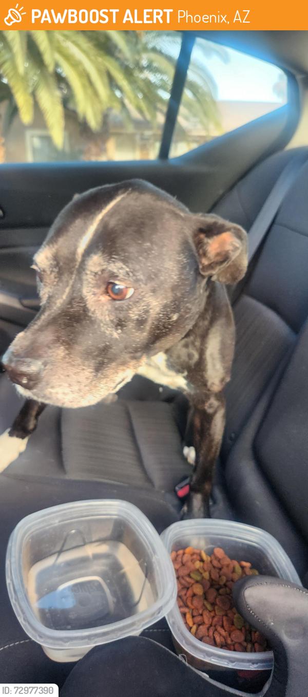 Found/Stray Female Dog last seen 37th st and Greenway, Phoenix, AZ 85032