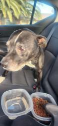 Found/Stray Female Dog last seen 37th st and Greenway, Phoenix, AZ 85032