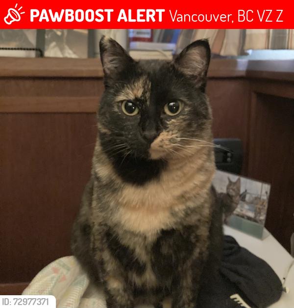 Lost Female Cat last seen Wicklow pub, Vancouver, BC V5Z 3Z1
