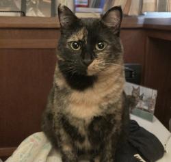 Lost Female Cat last seen Wicklow pub, Vancouver, BC V5Z 3Z1