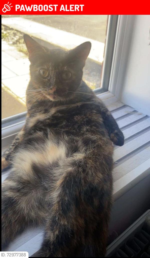 Lost Female Cat last seen Osmaston area, Allenton, England DE24