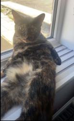 Lost Female Cat last seen Osmaston area, Allenton, England DE24
