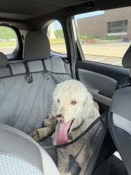 Reunited Male Dog last seen 18th Ave NW & Cascade St NW, Rochester, MN 55901