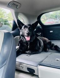 Reunited Male Dog last seen Near panhandle drive gvine tx 76051, Grapevine, TX 76051