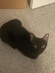 Lost Female Cat last seen Neely O'Brien Elementary school, Kent, WA 98032