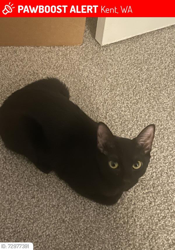 Lost Female Cat last seen Neely O'Brien Elementary school, Kent, WA 98032