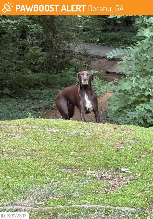 Found/Stray Unknown Dog last seen Dearborn park, Decatur, GA 30030