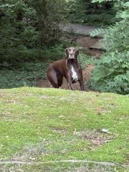 Found/Stray Unknown Dog last seen Dearborn park, Decatur, GA 30030