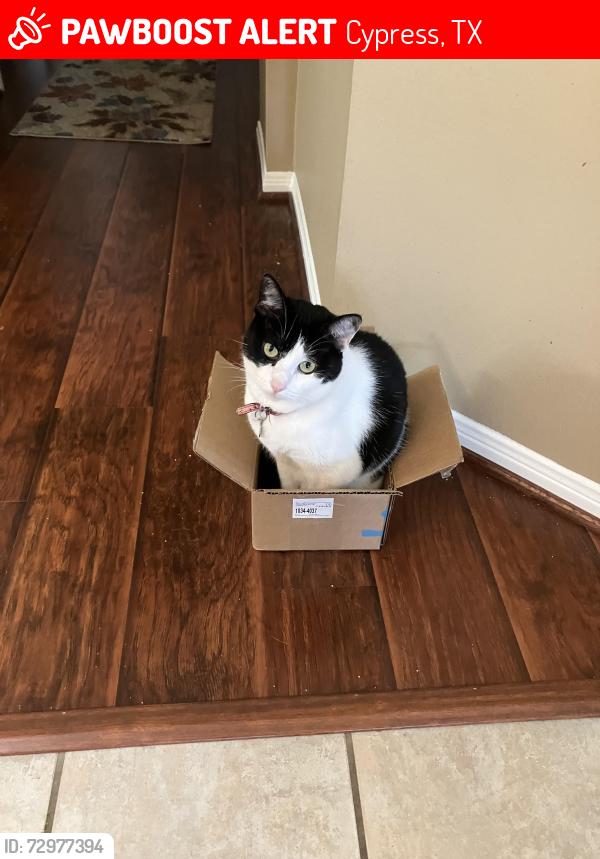 Lost Female Cat last seen Markhurst & Amyford Bend, Cypress, TX 77429