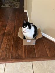 Lost Female Cat last seen Markhurst & Amyford Bend, Cypress, TX 77429