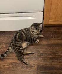 Reunited Male Cat last seen Ramaley Park and Highway 61 , Saint Paul, MN 55110