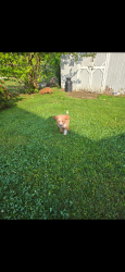 Found/Stray Unknown Dog last seen Kenwood terrace and Appleton dr , Hamilton Township, NJ 08610
