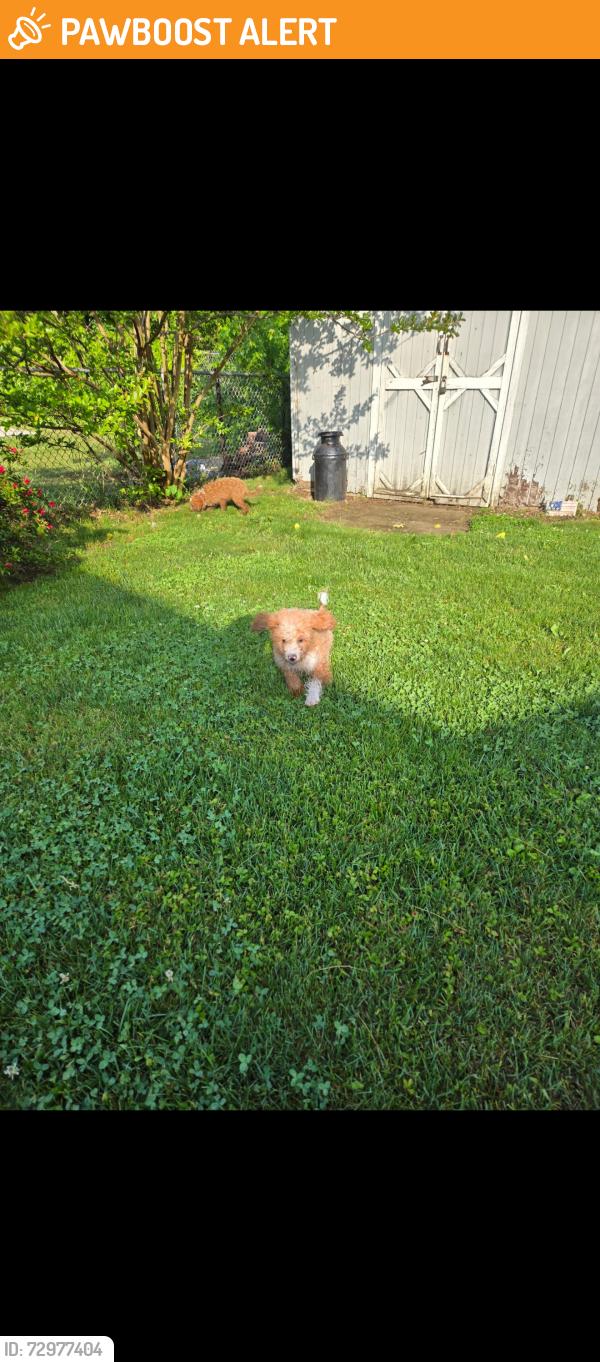 Found/Stray Unknown Dog last seen Kenwood terrace and Appleton dr , Hamilton Township, NJ 08610
