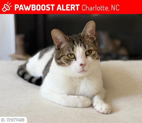 Lost Male Cat last seen Adobe rd, Charlotte, NC 28277