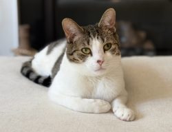 Lost Male Cat last seen Adobe rd, Charlotte, NC 28277