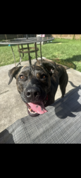 Reunited Female Dog last seen Berkshire Dr, Port St. Lucie, FL 34952