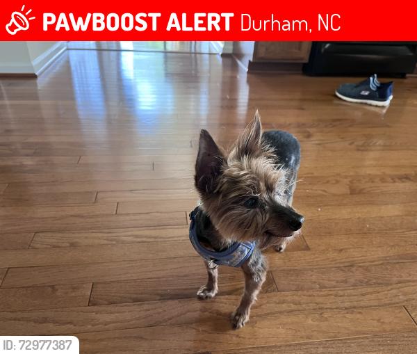 Lost Male Dog last seen Winding Arch street, Durham, NC 27713