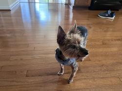 Lost Male Dog last seen Winding Arch street, Durham, NC 27713
