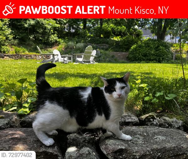 Lost Male Cat last seen Marion Avenue Mount Kisco NY , Mount Kisco, NY 10549