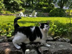Lost Male Cat last seen Marion Avenue Mount Kisco NY , Mount Kisco, NY 10549