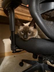 Reunited Male Cat last seen Manhatton Dr, Tempe, AZ 85282