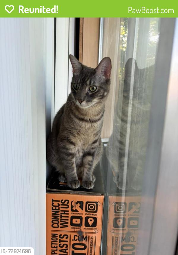 Reunited Male Cat last seen S Darlington ave/ E 30th st, Tulsa, OK 74114