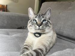 Lost Female Cat last seen Tulip Tree Trace and Chaffin and King road and Hardscrabble, Roswell, GA 30075