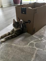 Lost Female Cat last seen Near Ridgefield Cir , Indian Trail, NC 28079