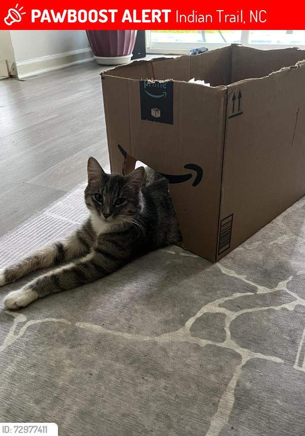 Lost Female Cat last seen Near Ridgefield Cir , Indian Trail, NC 28079
