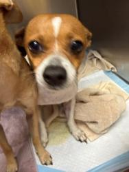 Shelter Stray Female Dog last seen Near BLOCK MERIDALE DR, TALLAHASSEE FL 32305, Tallahassee, FL 32311