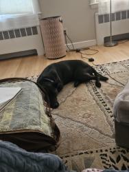 Lost Male Dog last seen Near Wiswall Road boston Ma , Newton, MA 02459