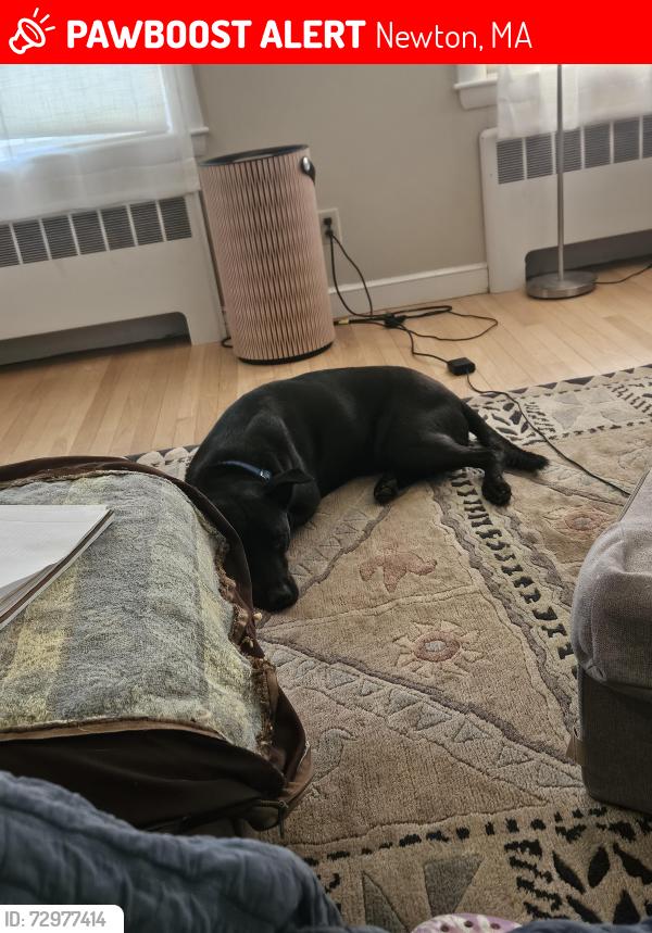 Lost Male Dog last seen Near Wiswall Road boston Ma , Newton, MA 02459