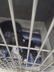 Shelter Stray Female Dog last seen Near BLOCK HARBERT ST, TALLAHASSEE FL 32303, Tallahassee, FL 32311