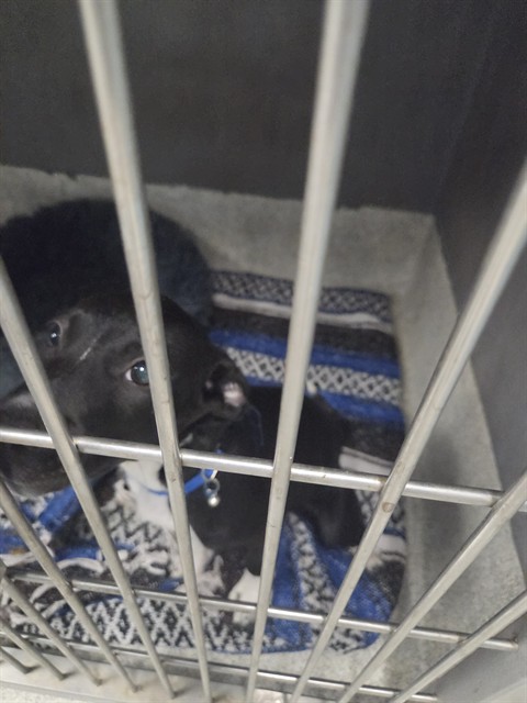 Shelter Stray Female Dog last seen Near BLOCK HARBERT ST, TALLAHASSEE FL 32303, Tallahassee, FL 32311