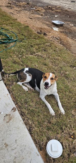 Shelter Stray Female Dog last seen , 4710 TX-151, San Antonio, TX 78227, USA