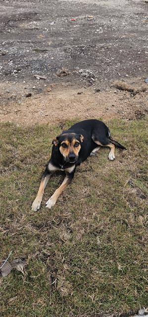 Shelter Stray Female Dog last seen , 4710 TX-151, San Antonio, TX 78227, USA