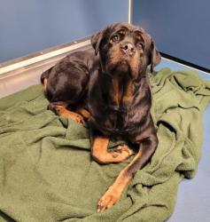 Shelter Stray Female Dog last seen Near BLOCK AUBURN ST, DETROIT, MI 48223, 7401 Chrysler Dr, Detroit, MI 48211, USA