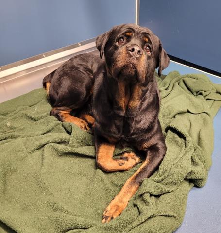 Shelter Stray Female Dog last seen Near BLOCK AUBURN ST, DETROIT, MI 48223, 7401 Chrysler Dr, Detroit, MI 48211, USA