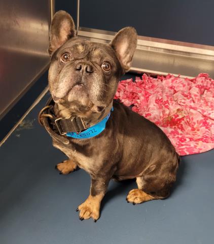 Shelter Stray Male Dog last seen Near BLOCK FENKELL ST, DETROIT MI 48223, 7401 Chrysler Dr, Detroit, MI 48211, USA