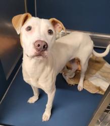 Shelter Stray Male Dog last seen Near BLOCK CRUSE ST, DETROIT MI 48227, 7401 Chrysler Dr, Detroit, MI 48211, USA