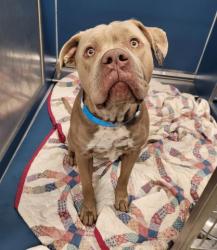 Shelter Stray Male Dog last seen Near BLOCK METTETAL ST, DETROIT, MI 48227, 7401 Chrysler Dr, Detroit, MI 48211, USA