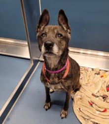Shelter Stray Female Dog last seen Near BLOCK 25TH ST, DETROIT, MI 48216, 7401 Chrysler Dr, Detroit, MI 48211, USA