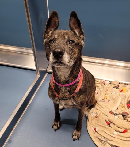 Shelter Stray Female Dog last seen Near BLOCK 25TH ST, DETROIT, MI 48216, 7401 Chrysler Dr, Detroit, MI 48211, USA