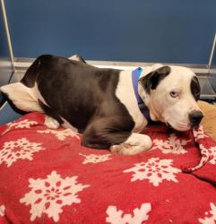 Shelter Stray Male Dog last seen Near BLOCK 25TH ST, DETROIT, MI 48216, 7401 Chrysler Dr, Detroit, MI 48211, USA