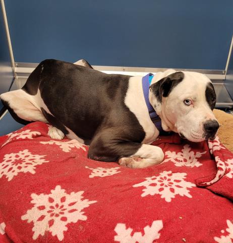 Shelter Stray Male Dog last seen Near BLOCK 25TH ST, DETROIT, MI 48216, 7401 Chrysler Dr, Detroit, MI 48211, USA