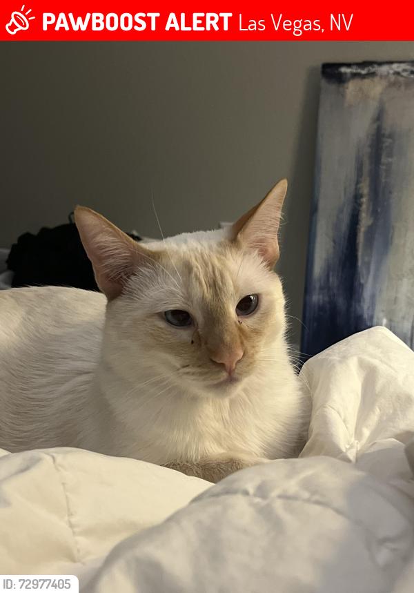 Lost Male Cat last seen Gomer & Grand Canyon, Las Vegas, NV 89141